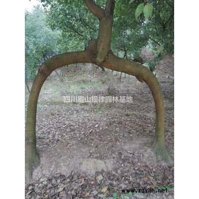 四川地区香樟树