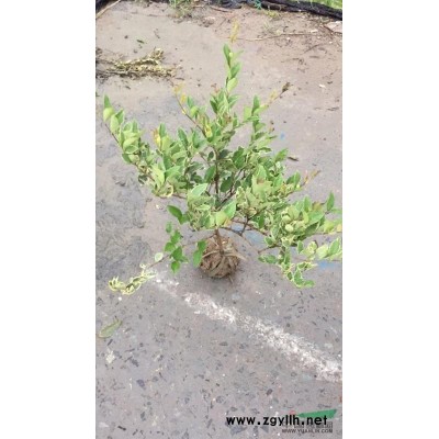 花叶女贞h40-50，p30-35