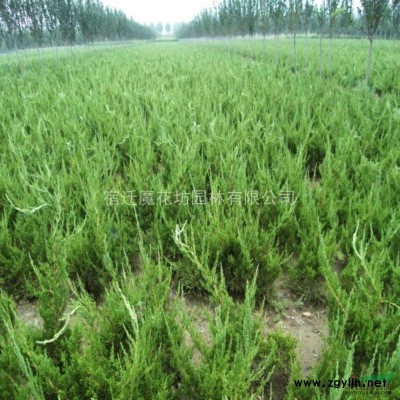 长期供应30-50公分小龙柏 苗圃自产自销