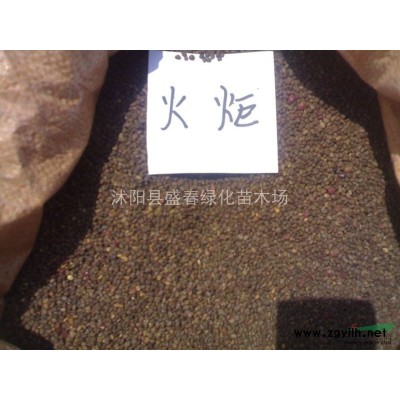 火焰南天竹 红杷子天烛子红枸子钻石黄天竹兰竹 盆景果实鲜艳