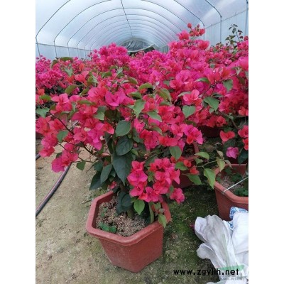 福建漳州地区长期供应各种规格三角梅