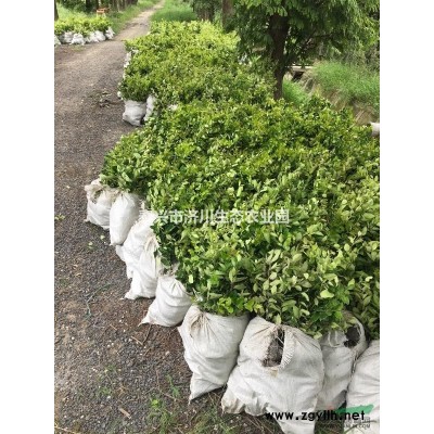江苏地区供应：金森女贞、红叶石楠、金边黄杨、大叶黄杨色块苗。