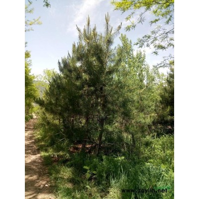 陕西地区供应1.2米油松杯苗