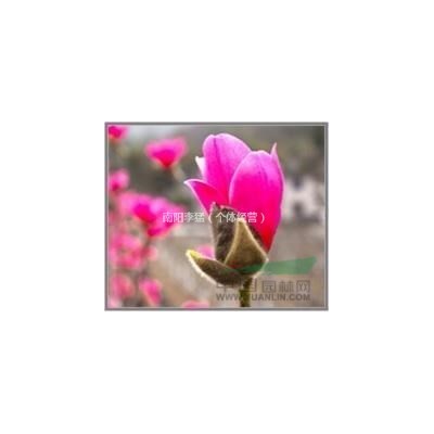 河南方城供应速生白蜡.3-4-5-6公分