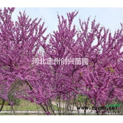 河北西府海棠 西府海棠基地 西府海棠便宜出售