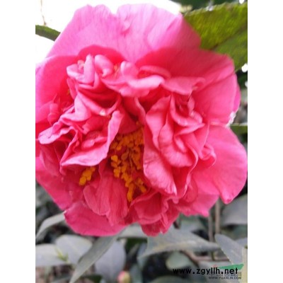 批发供应*各地茶花