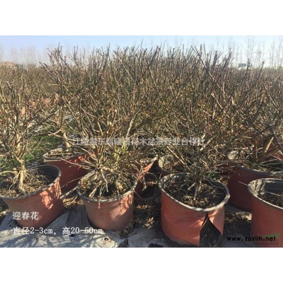 湖北地区供应白栀花直径3-8cm，高20-40cm