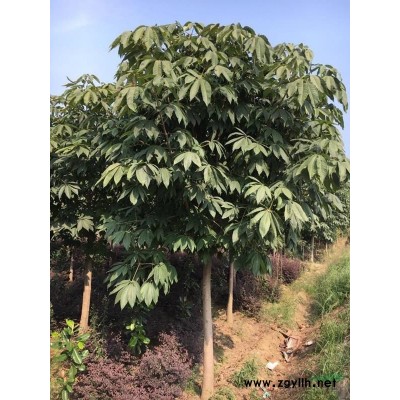 *供应胸径1～25cm的七叶树