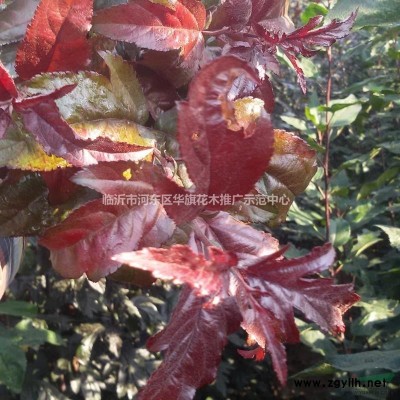 基地植供大叶北美