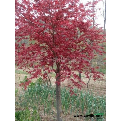 皂角2图片\皂角2报价