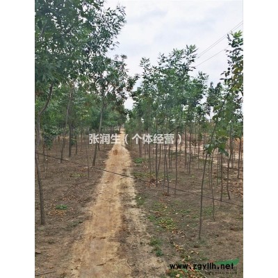 河北沧州原生白蜡3-16公分供应