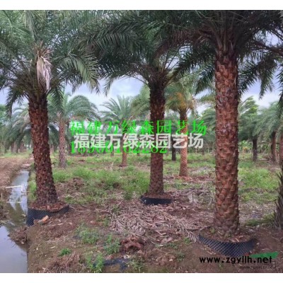 福建小叶榕，大量供应小叶榕25公分30公分35公分40公分