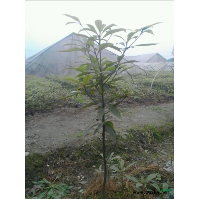 紫薇造型葫芦（福禄）