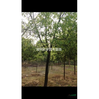 河南供应大量大叶黄杨球