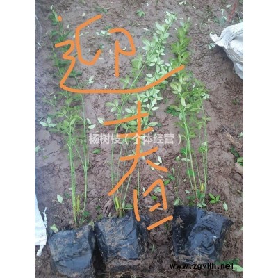 盆迎春，盆月季，四季玫瑰，连翘，金叶女贞