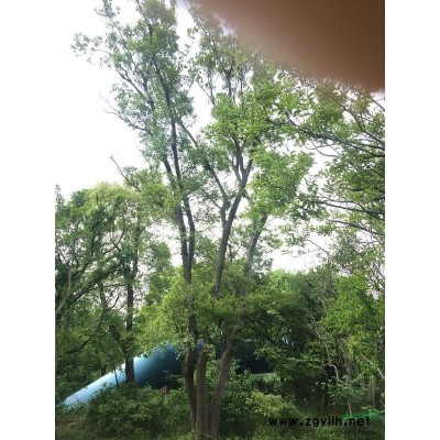 无锡地区供应18至40榉树