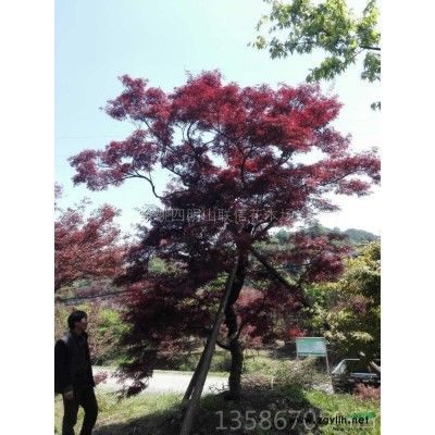 浙江造型罗汉松6信息