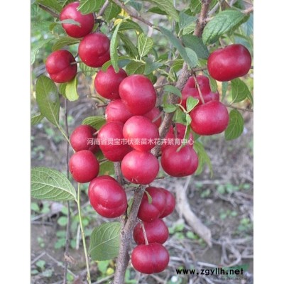 供应盐肤木苗木高1-1.5米30万株