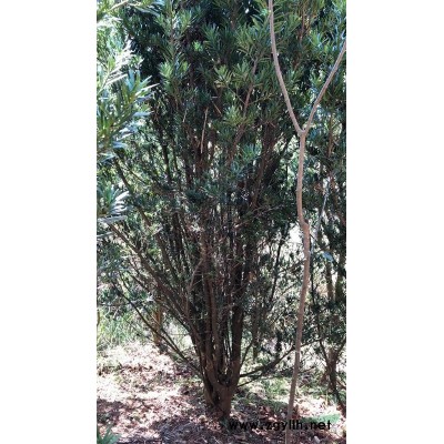 乐东拟单性木兰