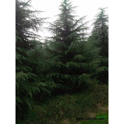 河南驻马店苗木基地常年供应1-6米的雪松及各种绿化苗木