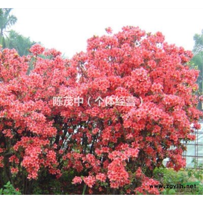 出售野生杜鹃花大小杜鹃，映山红。