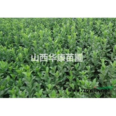 3-4-5公分重瓣榆叶梅价格