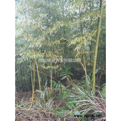供应楠竹苗、