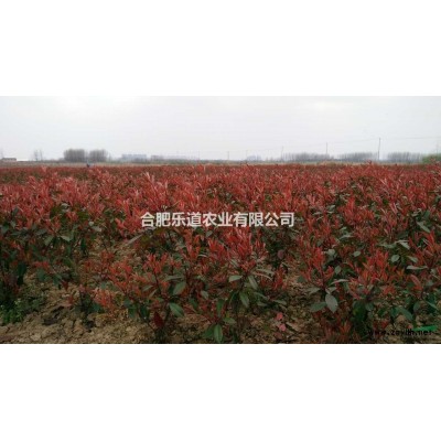 红头石楠价格  红头石楠10万冠幅35公分到50公分，高度7