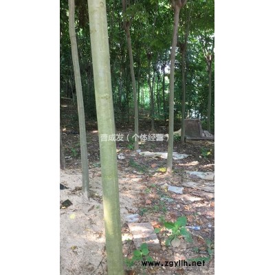 黄山栾树 7-10公分黄山栾树 低价供应