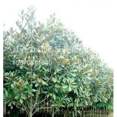 湿地松、乐昌含笑、重阳木、无患子、杜英、枫香、水杉、池杉、香