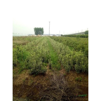 安徽红叶石楠树