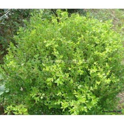 瓜子黄杨球，瓜子球