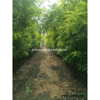 河北廊坊长期供应冠幅1.4-2m的金叶榆