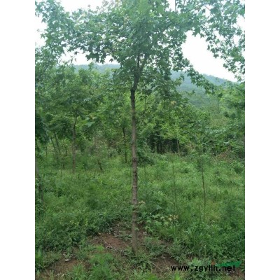 湿地松 元宝枫 五角枫 木瓜