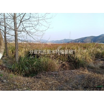 江西分宜地区供应黄山栾树