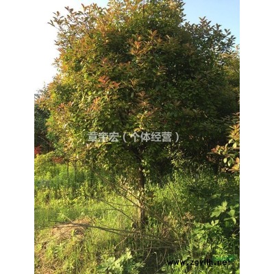 8--12cm高杆红叶石楠