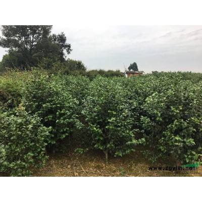 处理5.6.7.8公分低分枝红叶石楠 四川货源