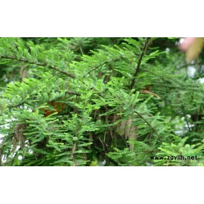 益阳南县供应落羽杉、池杉、水杉、栾树等苗木