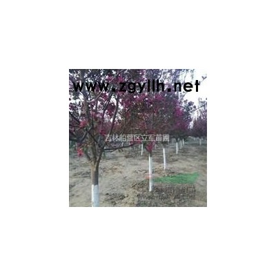 大量供应6--12的紫叶稠李，8-12的山桃稠李