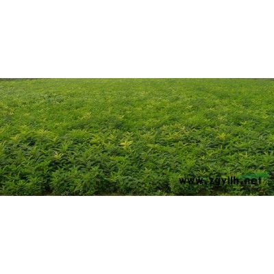 供应紫穗槐小苗｜紫穗槐小苗批发