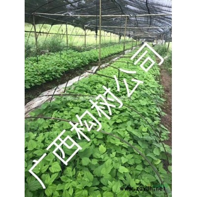 广西构树大量供应（广西构树公司）