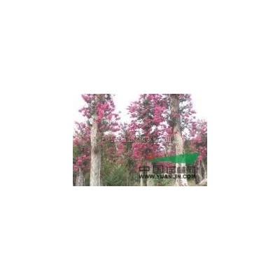 安徽大叶黄杨3信息