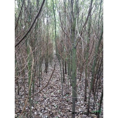 荆州1-5公分香樟