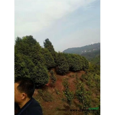 四川宜宾常年供应各种规格茶花