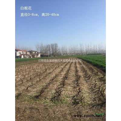 湖北地区供应紫薇直径2-3cm，高40-80cm