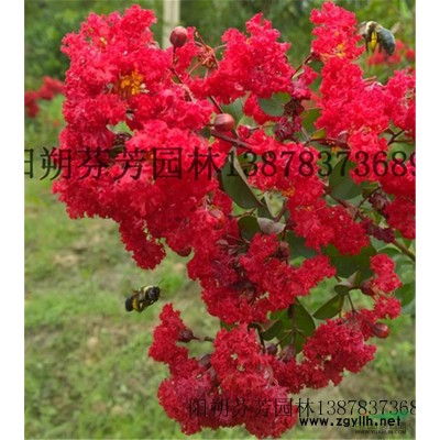 红火箭紫薇