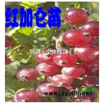 批发红灯笼果苗 红醋栗苗
