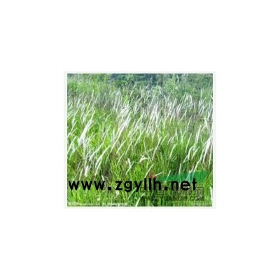 急售3.4.5公分西府海棠，价格*对美丽，超乎你想象