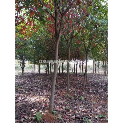 3-7公分红叶石楠，3-10公分栾树