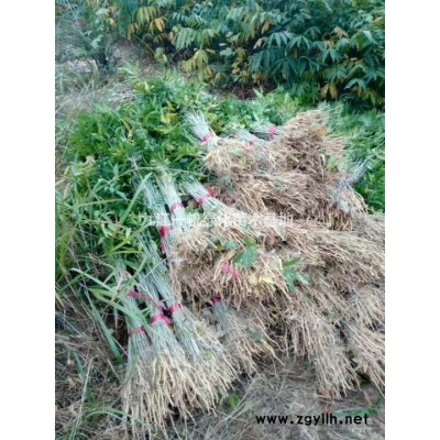 批发2公分3公分4公分鸡爪槭